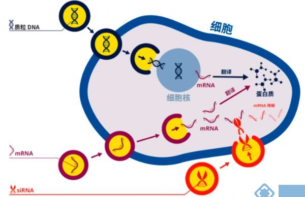 文獻與應用 |  BEX品牌CUY21 EDIT II在免疫方面的應用